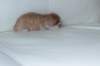 kittengirlsibd2417_small.jpg