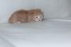 kittengirlsibd242_small.jpg
