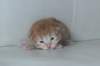 kittengirlsibd249_small.jpg