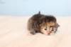kittengirltorbiewhite18_small.jpg
