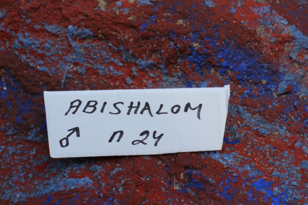 abishalomsibn24boy3vi6820251.jpg