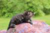 abishalomsibn24boy3vi68202514_small.jpg