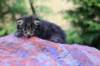 abishalomsibn24boy3vi68202523_small.jpg