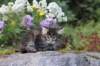 abishalomsibn24boy6vi258202511_small.jpg