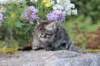 abishalomsibn24boy6vi258202516_small.jpg
