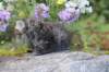 abishalomsibn24boy6vi258202517_small.jpg