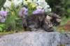 abishalomsibn24boy6vi258202519_small.jpg