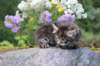 abishalomsibn24boy6vi25820252_small.jpg