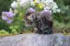 abishalomsibn24boy6vi25820253_small.jpg