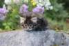 abishalomsibn24boy6vi25820254_small.jpg
