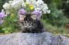abishalomsibn24boy6vi25820255_small.jpg