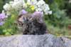 abishalomsibn24boy6vi25820256_small.jpg