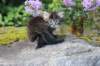 abishalomsibn24boy6vi25820257_small.jpg