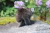 abishalomsibn24boy6vi25820258_small.jpg