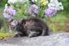 abishalomsibn24boy6vi25820259_small.jpg