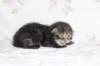 abishalomsibn24boy2872514_small.jpg