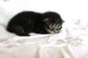 abishalomsibn24boy2872518_small.jpg