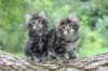 adahandadiva7weekstogether39202510_small.jpg