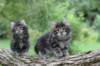 adahandadiva7weekstogether39202512_small.jpg
