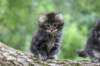 adahandadiva7weekstogether39202514_small.jpg