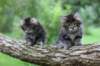 adahandadiva7weekstogether39202517_small.jpg