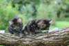 adahandadiva7weekstogether39202523_small.jpg