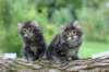adahandadiva7weekstogether39202524_small.jpg