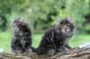 adahandadiva7weekstogether39202526_small.jpg