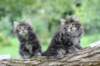 adahandadiva7weekstogether39202527_small.jpg