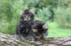 adahandadiva7weekstogether3920252_small.jpg