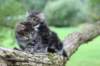 adahandadiva7weekstogether39202531_small.jpg
