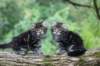 adahandadiva7weekstogether39202541_small.jpg