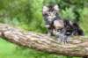 adahandadiva7weekstogether39202542_small.jpg