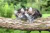 adahandadiva7weekstogether39202544_small.jpg