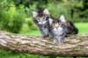 adahandadiva7weekstogether39202545_small.jpg