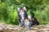 adahandadiva7weekstogether39202547_small.jpg