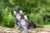adahandadiva7weekstogether39202548_small.jpg