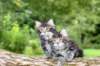 adahandadiva7weekstogether39202549_small.jpg
