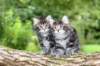 adahandadiva7weekstogether39202550_small.jpg