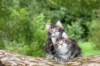 adahandadiva7weekstogether39202553_small.jpg