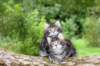 adahandadiva7weekstogether39202555_small.jpg