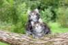 adahandadiva7weekstogether39202557_small.jpg