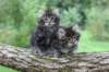 adahandadiva7weekstogether3920255_small.jpg