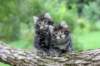 adahandadiva7weekstogether39202562_small.jpg