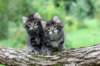 adahandadiva7weekstogether39202563_small.jpg