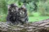 adahandadiva7weekstogether3920256_small.jpg