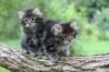 adahandadiva7weekstogether3920259_small.jpg