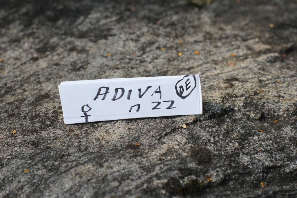 adivagirlsibn22oe3vi682025105.jpg