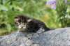adivagirlsibn22oe3vi68202540_small.jpg