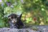 adivagirlsibn22oe3vi68202568_small.jpg